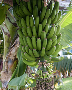 Unreife Bananen (Musa)