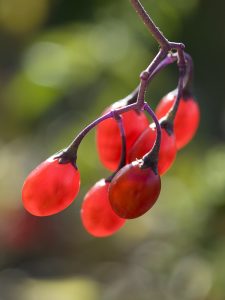 Beeren des Bittersüßen Nachtschattens (Solanum Dulcamara)