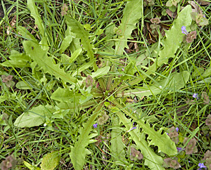 Löwenzahn-Rosette (Taraxacum officinalis)
