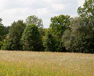 Kraeuterwiesen in Thüringen