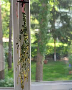Ein Zweig Steinklee zum Trocknen aufgehängt