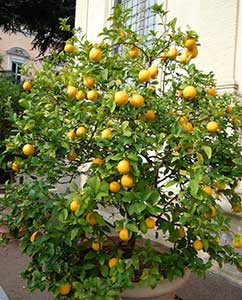 Schön: Ein Apfelsinenbäumchen