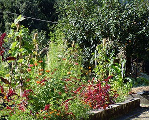 Ein kleiner, privater Gemüse- und Heilpflanzengarten