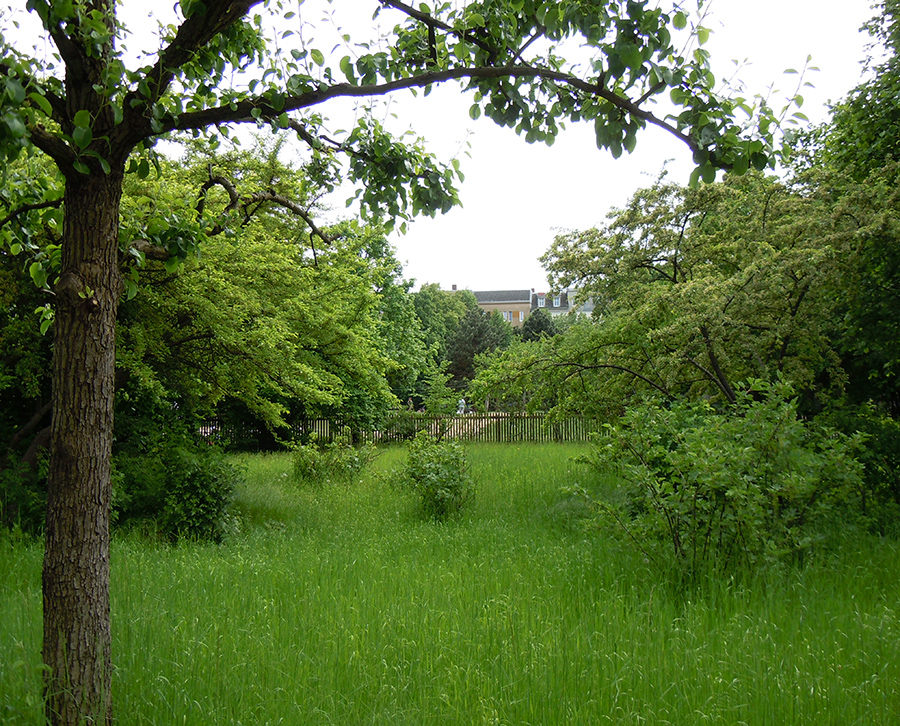 Heilpflanzen im ComeniusGarten, BerlinRixdorf