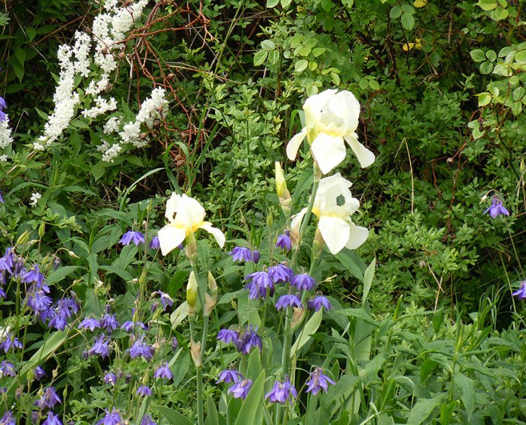 Heilpflanzen im ComeniusGarten, BerlinRixdorf