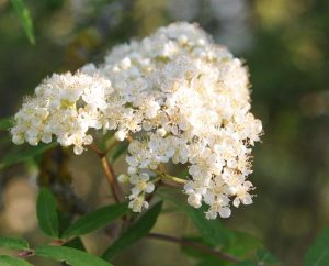 Ebereschen-Blüten